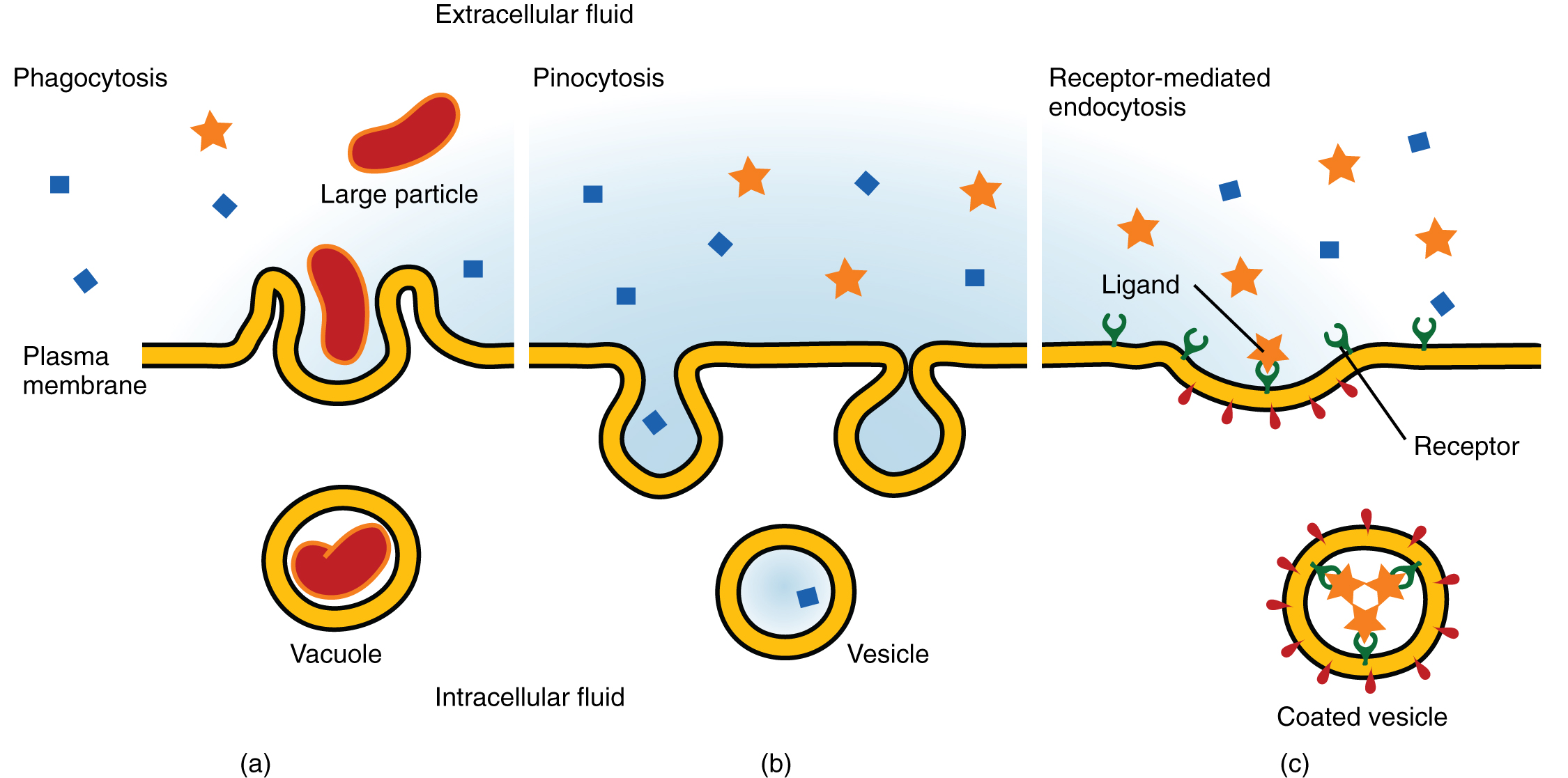 Esta imagem mostra os três tipos diferentes de endocitose. O painel esquerdo mostra a fagocitose, onde uma partícula grande é vista sendo engolida pela membrana em um vacúolo. No painel central, é mostrada a pinocitose, onde uma pequena partícula é engolida em uma vesícula. No painel direito, a endocitose mediada pelo receptor é mostrada; o ligante se liga ao receptor e é então engolido em uma vesícula revestida.