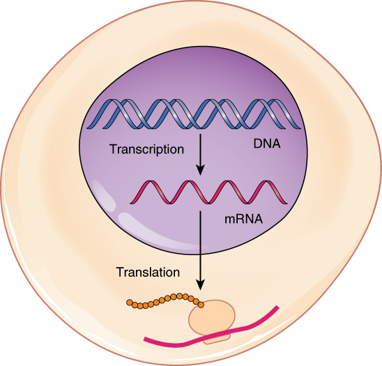 Esta figura mostra um esquema de uma célula em que a transcrição do DNA para o mRNA ocorre dentro do núcleo e a tradução do mRNA para a proteína ocorre no citoplasma.