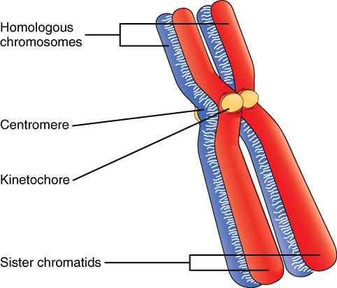 Picha hii inaonyesha jozi ya chromosomes. Sehemu kubwa kama vile chromosomes homologous, kinetochore na chromatids dada ni lebo.