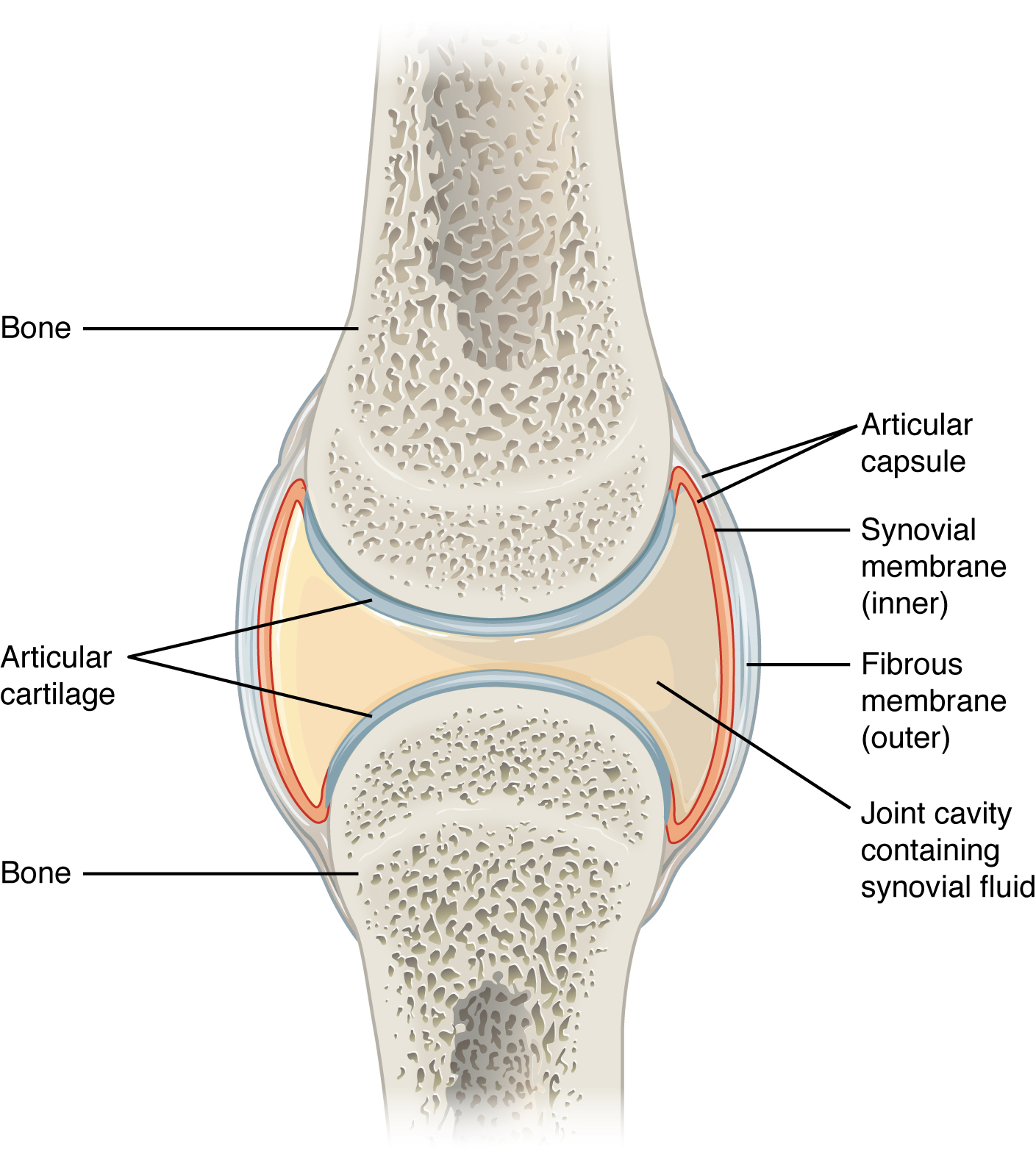 Esta figura mostra uma articulação sinovial. A cavidade entre dois ossos contém o líquido sinovial que lubrifica as duas articulações.
