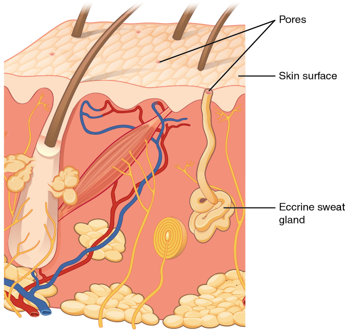 Este diagrama mostra uma glândula sudorípara écrina embutida em uma seção transversal do tecido da pele. A glândula sudorípara écrina é um feixe de tubos brancos embutidos na derme. Um único tubo branco sobe do feixe e se abre para a superfície da epiderme. A abertura é chamada de poro. Existem vários poros no pequeno bloco de pele retratado neste diagrama.