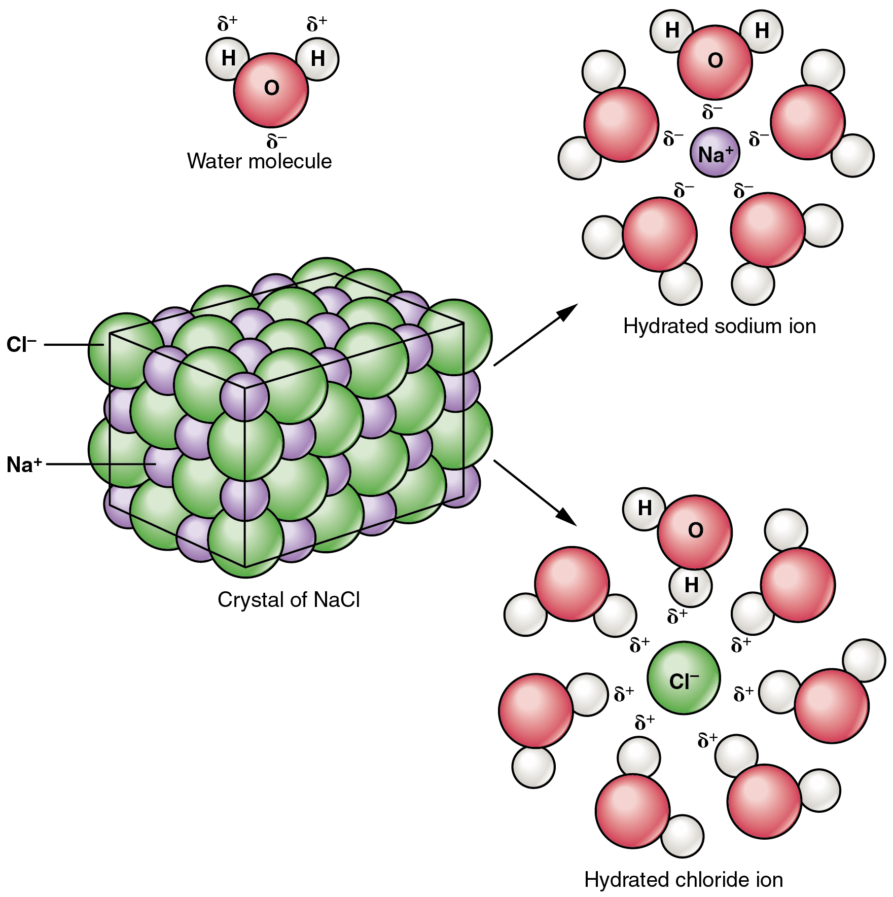 Esta figura mostra uma rede cristalina de cloreto de sódio interagindo com a água para formar um íon sódio hidratado e um íon cloreto hidratado.