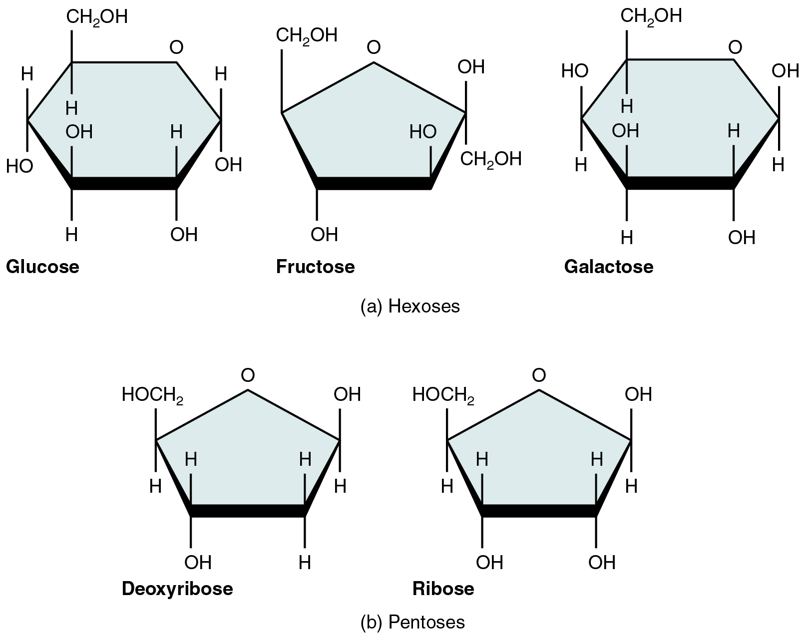 Esta figura mostra a estrutura da glicose, frutose, galactose, desoxirribose e ribose.