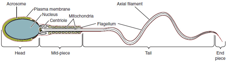 Este diagrama mostra a estrutura do esperma; as partes principais s&atilde;o rotuladas.