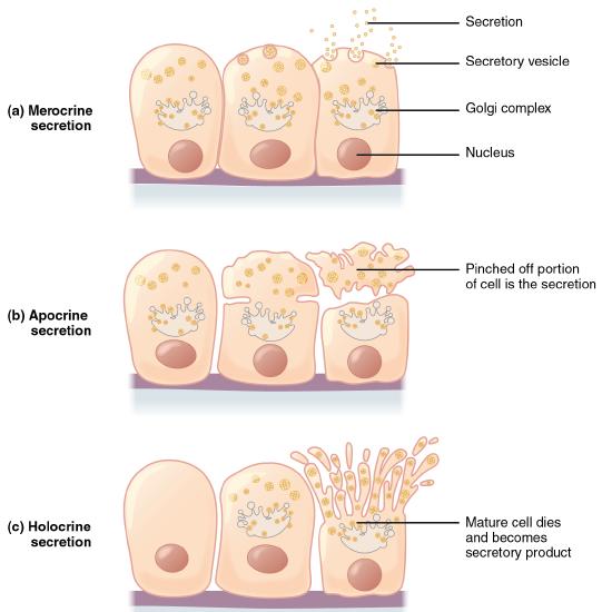 Three forms of secretion: merocrine, apocrine, and holocrine