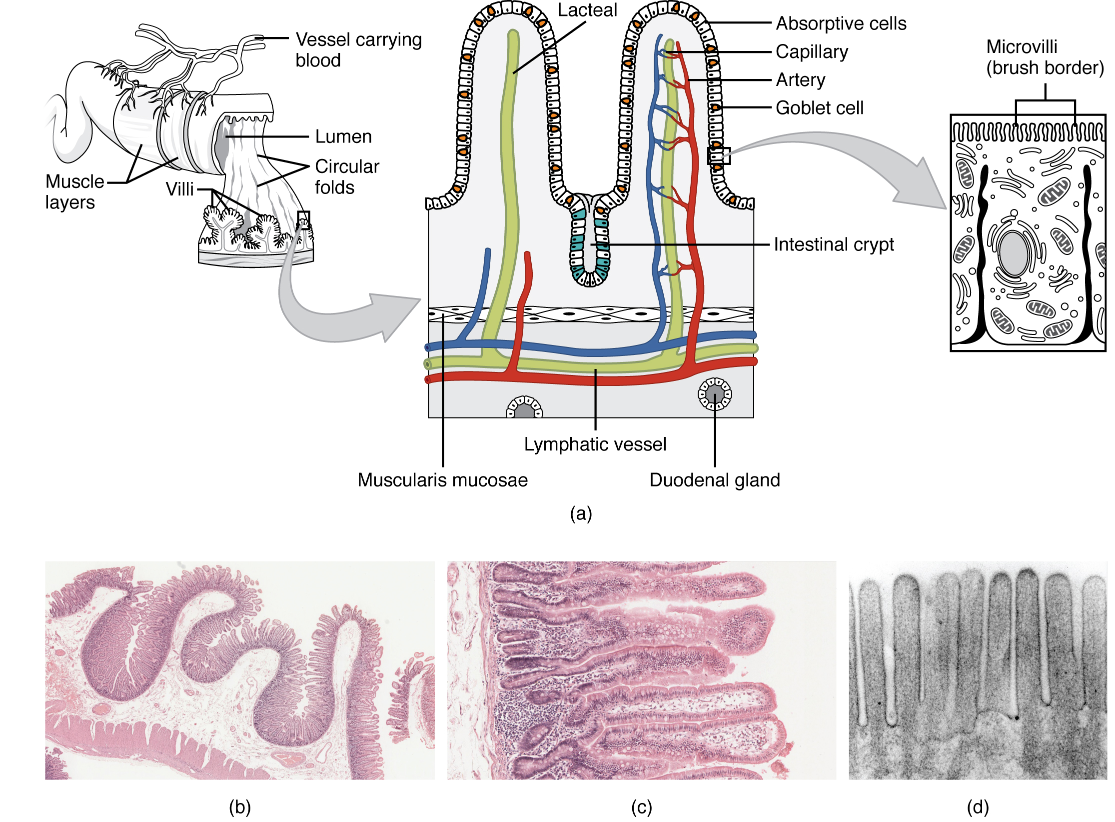 Illustration (a) shows the histological cross-section of the small intestine. The left panel shows a small region of the small intestine, along with the blood vessels and the muscle layers. The middle panel shows a magnified view of a small region of the small intestine, highlighting the absorptive cells, the lacteal and the goblet cells. The right panel shows a further magnified view of the epithelial cells including the microvilli. Illustrations (b) shows a micrograph of the circular folds, and illustration (c) shows a micrograph of the villi. Illustration (d) shows an electron micrograph of the microvilli.