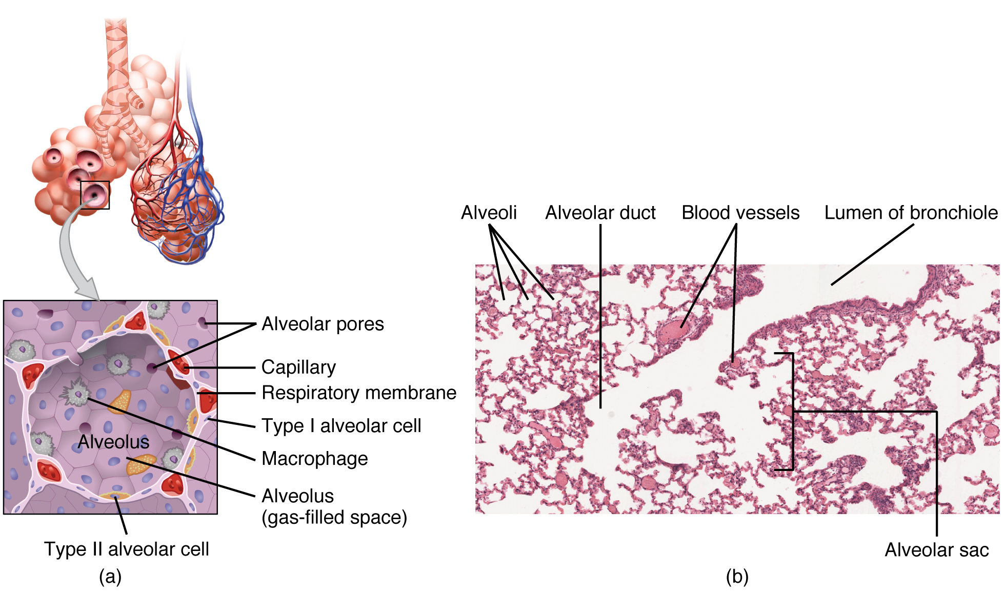 Esta figura mostra a estrutura detalhada do alvéolo. O painel superior mostra os sacos alveolares e os bronquíolos. O painel central mostra uma visão ampliada do alvéolo e o painel inferior mostra uma micrografia da seção transversal de um bronquíolo.