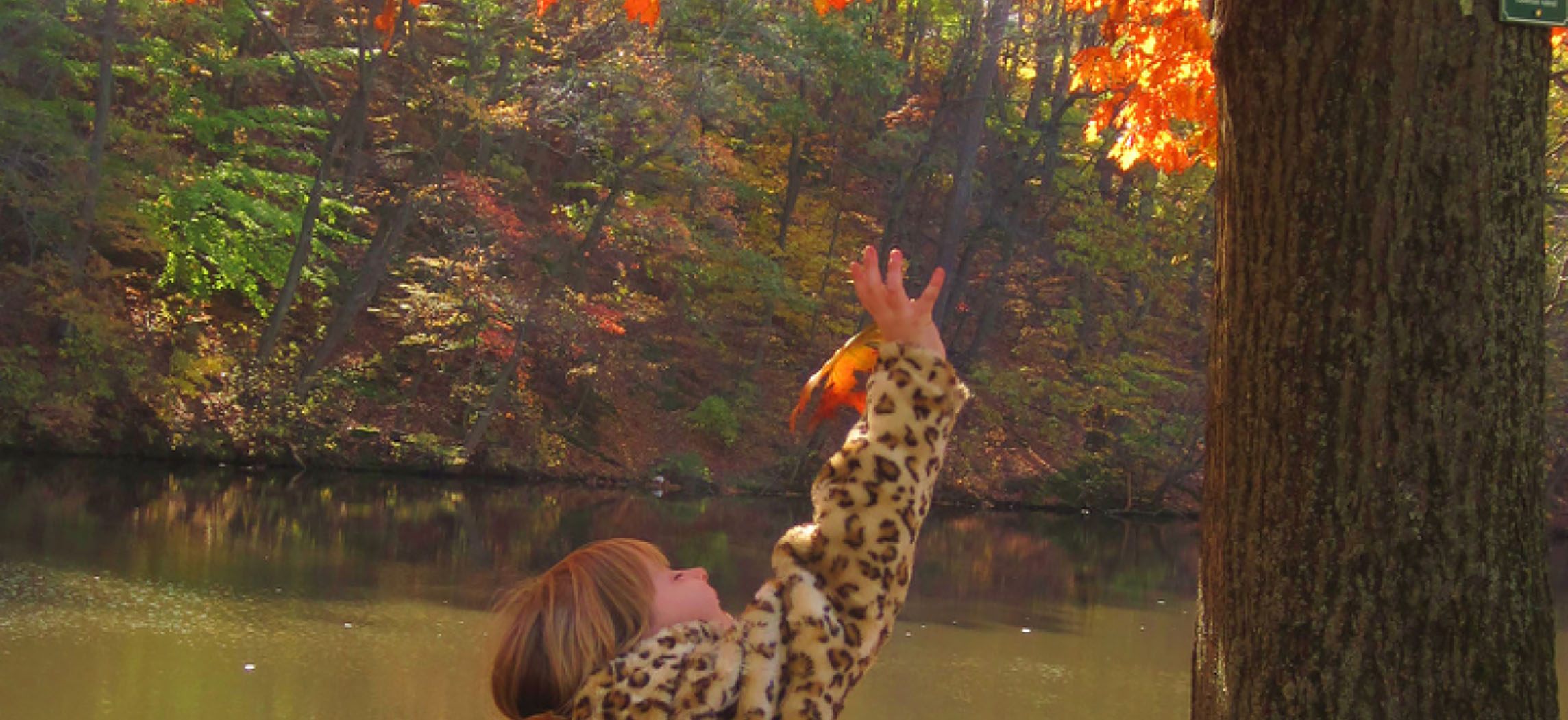 Esta foto mostra uma jovem pegando uma folha de laranja em um carvalho. Ela está em uma passarela perto de um riacho. A margem oposta é uma encosta profunda coberta por mais árvores nas cores do outono.