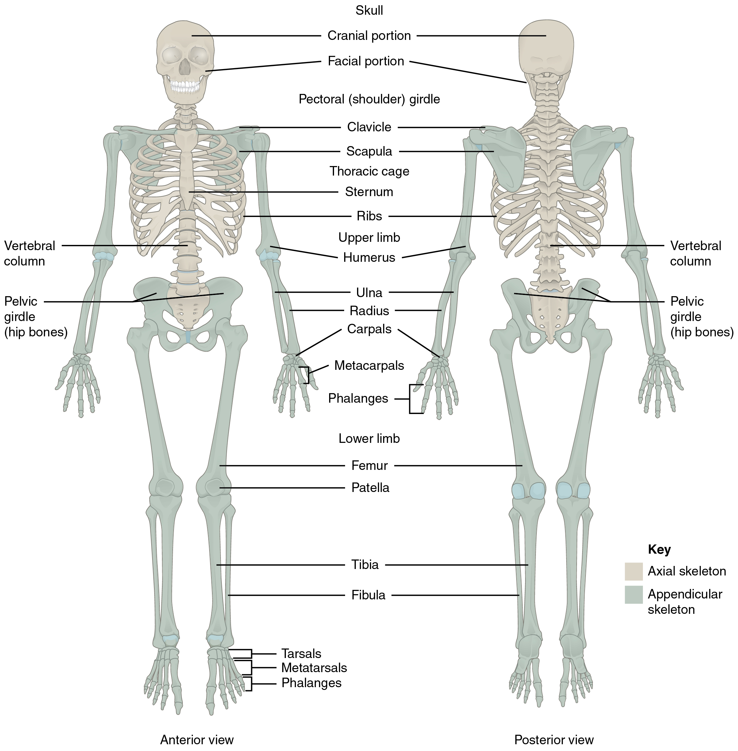 Este diagrama mostra o esqueleto humano e identifica os ossos principais. O painel esquerdo mostra a vista anterior (de frente) e o painel direito mostra a vista posterior (de trás).