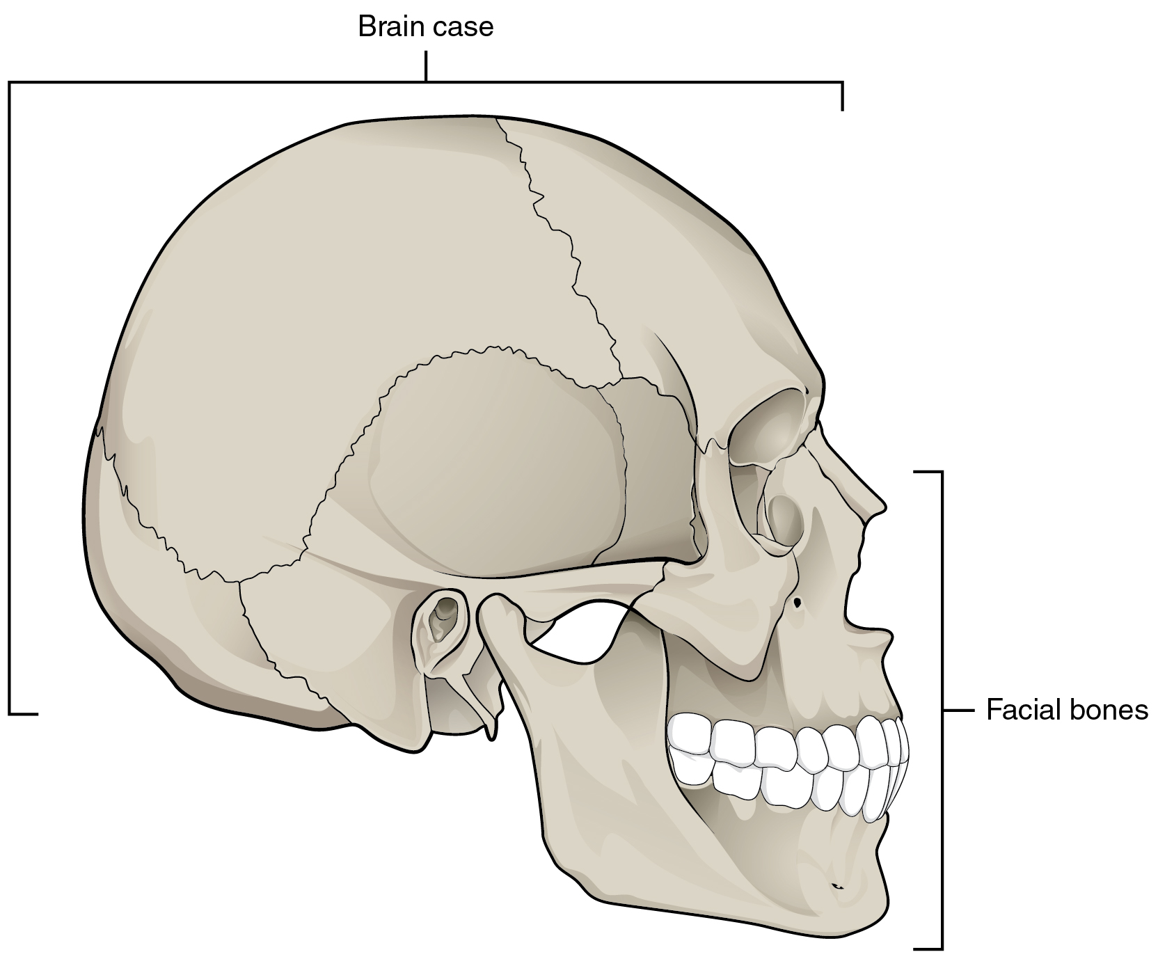 Nesta imagem, a visão lateral do crânio humano é mostrada e a caixa cerebral e os ossos faciais são rotulados.