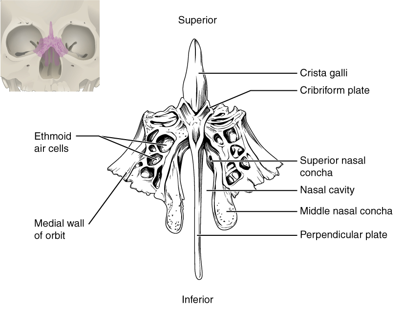 Esta imagem mostra a localização e a estrutura do osso etmoide. Uma pequena imagem do crânio no canto superior esquerdo mostra o osso etmoide colorido em rosa. Uma imagem ampliada mostra a visão inferior do osso etmoide.