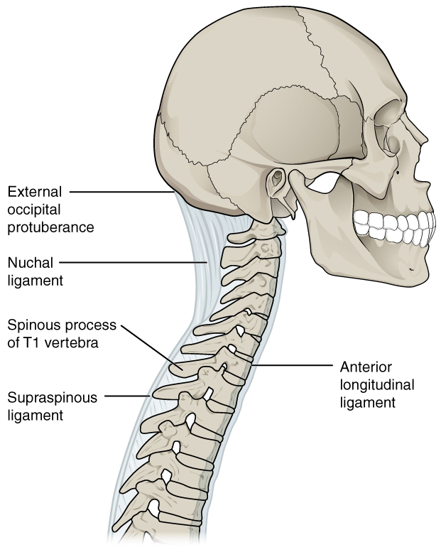 Nesta imagem, é mostrada uma visão lateral do crânio e da parte superior da coluna vertebral. Os ligamentos que conectam os diferentes ossos são mostrados em azul claro e são rotulados.