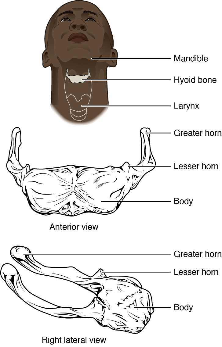 Nesta imagem, a localização e a estrutura do osso hióide são mostradas. O painel superior mostra o rosto e o pescoço de uma pessoa, com o osso hióide destacado em cinza. O painel central mostra a vista anterior e o painel inferior mostra a vista anterior direita.