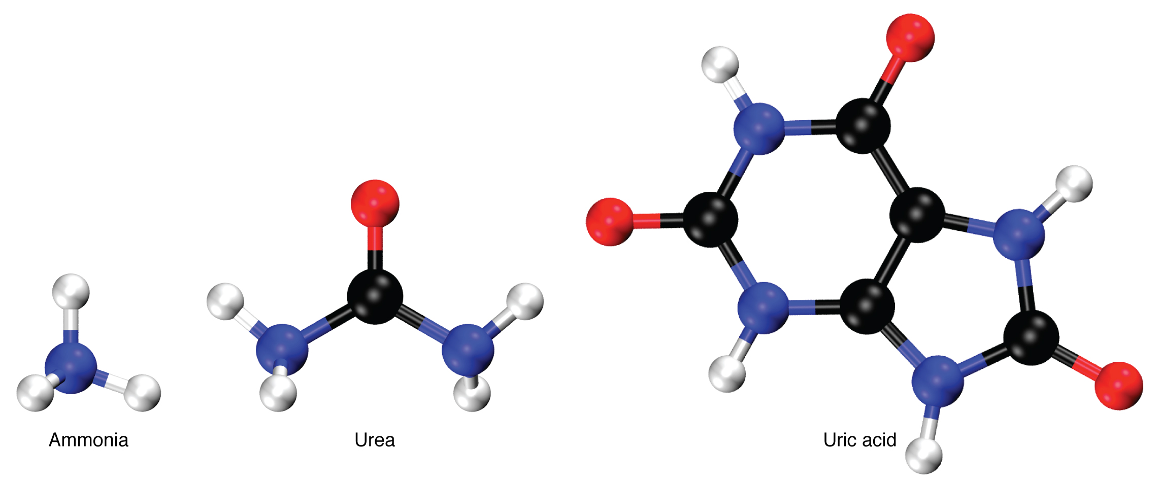 Esta figura mostra a estrutura química da amônia, uréia e ácido úrico.