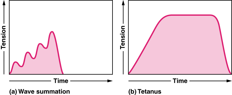 Esta figura mostra dois gráficos de tensão versus tempo. O painel esquerdo mostra a soma das ondas e o painel direito mostra a soma do tétano.
