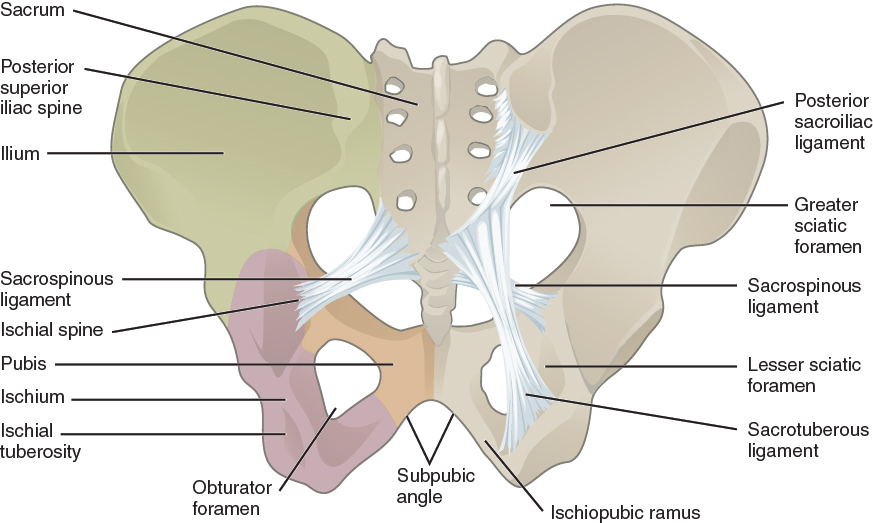 Esta figura mostra o osso pélvico. Os ligamentos da pelve são rotulados.