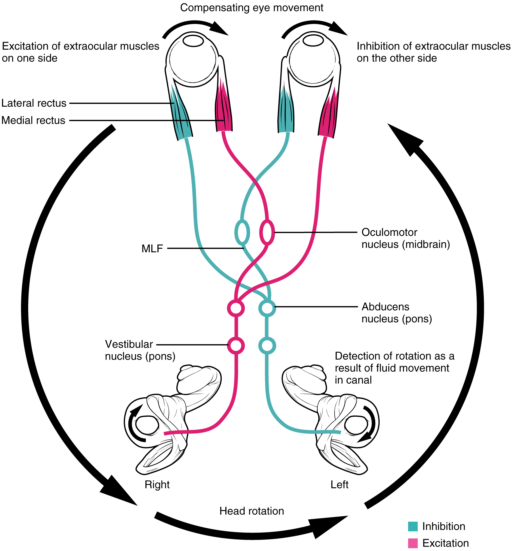 Este diagrama mostra o movimento compensador dos olhos em resposta &agrave; rota&ccedil;&atilde;o da cabe&ccedil;a.