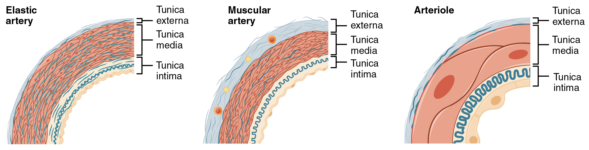 O painel esquerdo mostra a seção transversal de uma artéria elástica, o painel central mostra a seção transversal de uma artéria muscular e o painel direito mostra a seção transversal de uma arteríola.