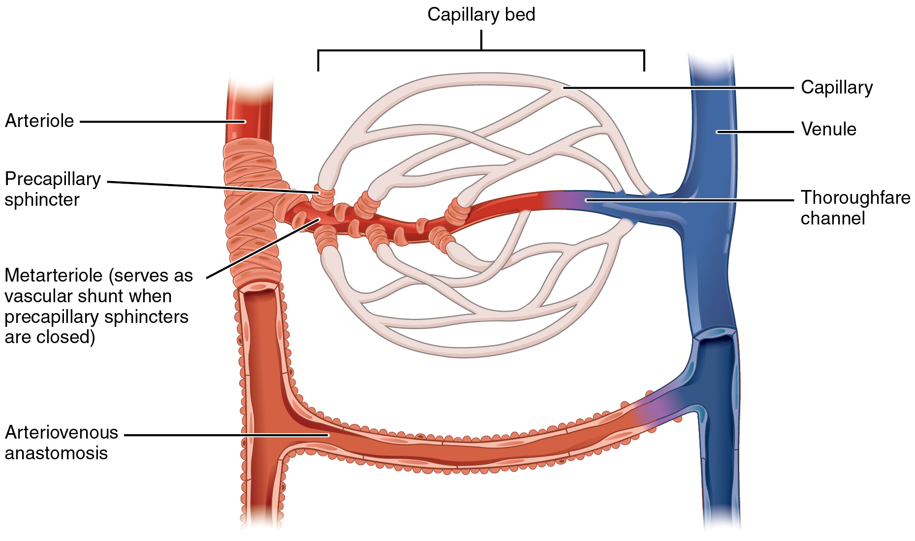 Este diagrama mostra um leito capilar conectando uma arteríola e uma vênula.