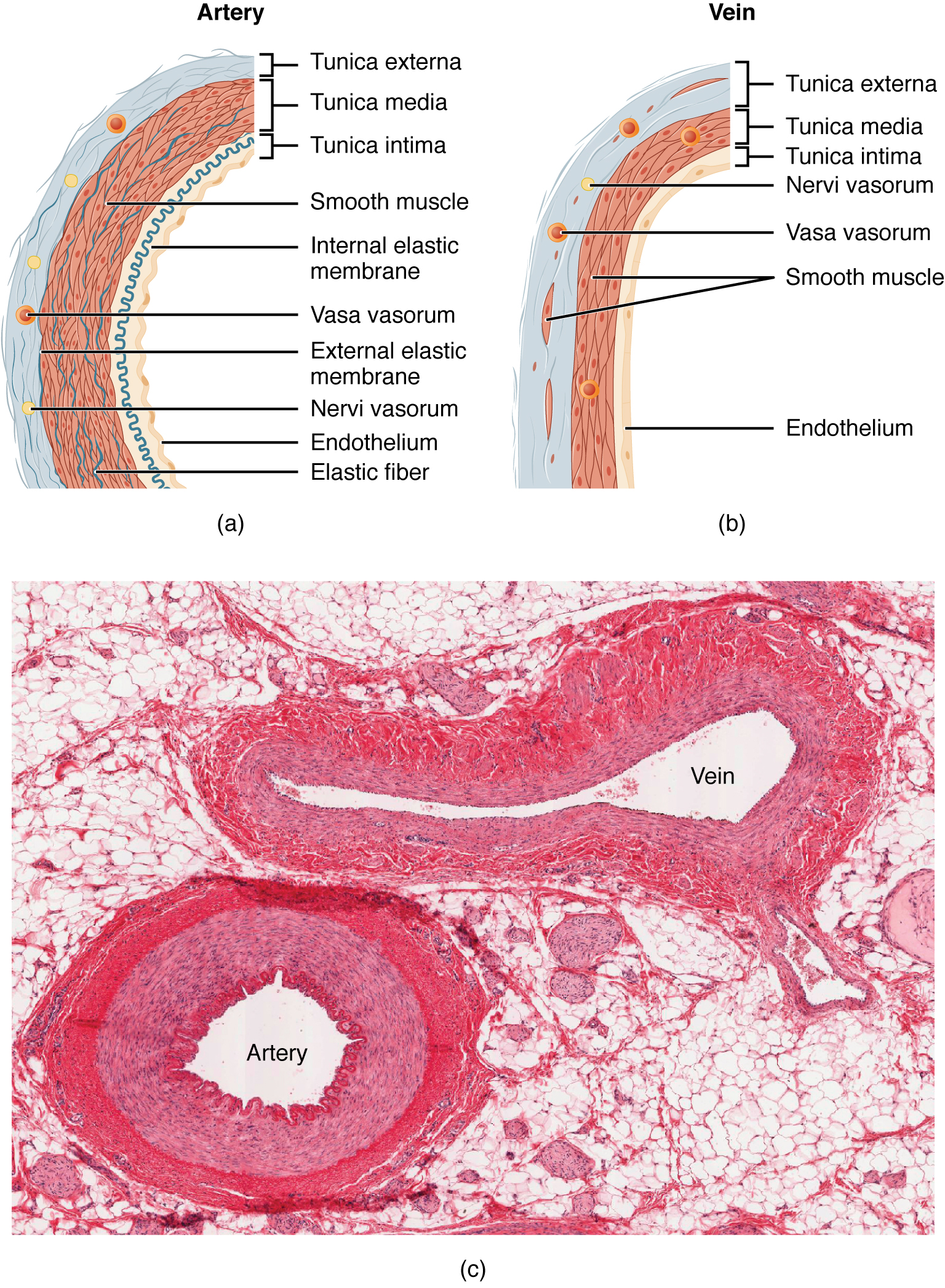 O painel superior esquerdo desta figura mostra a ultraestrutura de uma artéria e o painel superior direito mostra a ultraestrutura de uma veia. O painel inferior mostra uma micrografia com as seções transversais de uma artéria e uma veia.