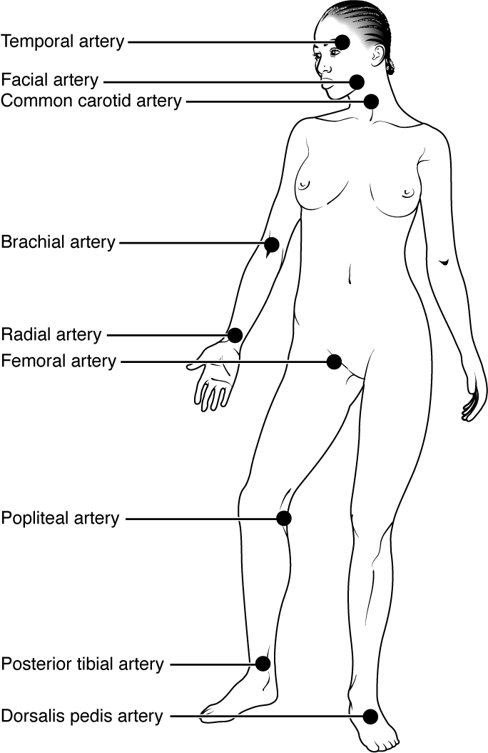 Esta imagem mostra os pontos de pulsação no corpo de uma mulher.
