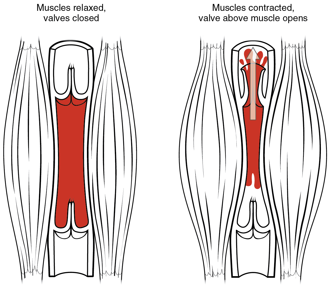 O painel esquerdo mostra a estrutura de uma bomba de veia muscular esquelética quando o músculo está relaxado, e o painel direito mostra a estrutura de uma bomba de veia muscular esquelética quando o músculo é contraído.