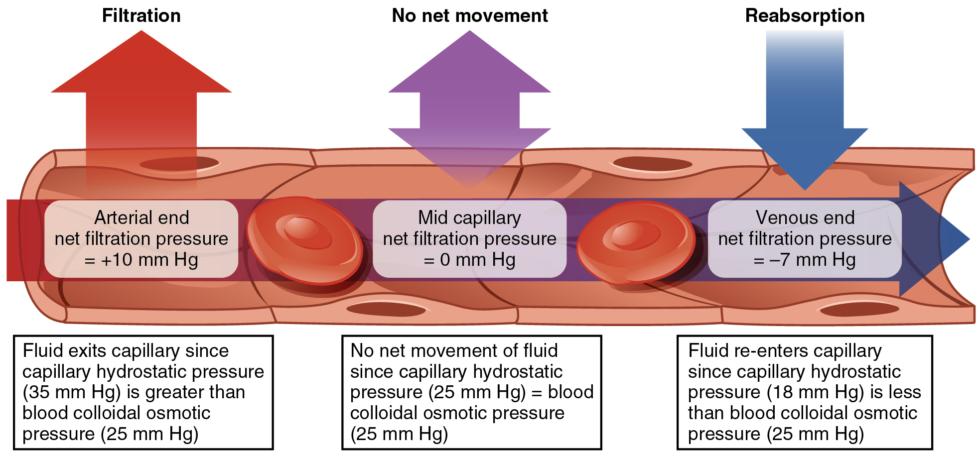 Este diagrama mostra o processo de troca de fluido em um capilar da extremidade arterial até a extremidade venosa.