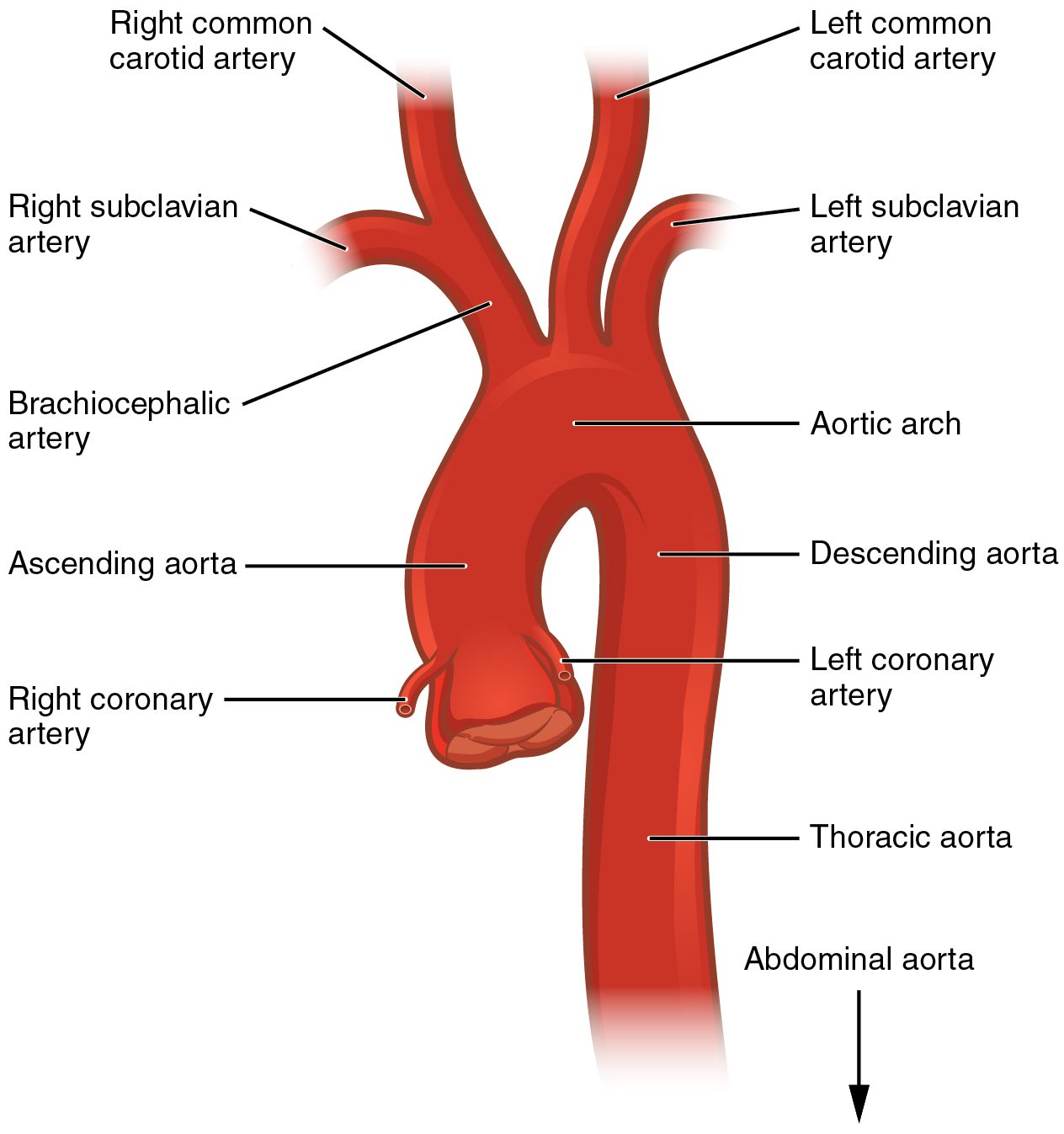 Este diagrama mostra a aorta e as partes principais estão rotuladas.