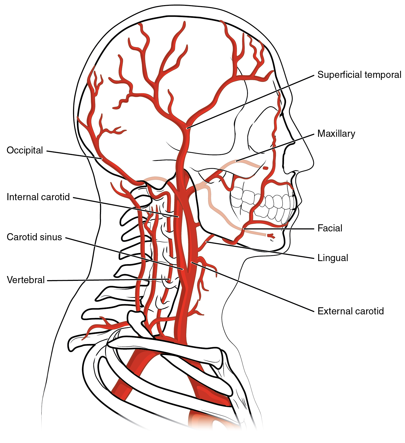 Este diagrama mostra os vasos sanguíneos na cabeça e no cérebro.