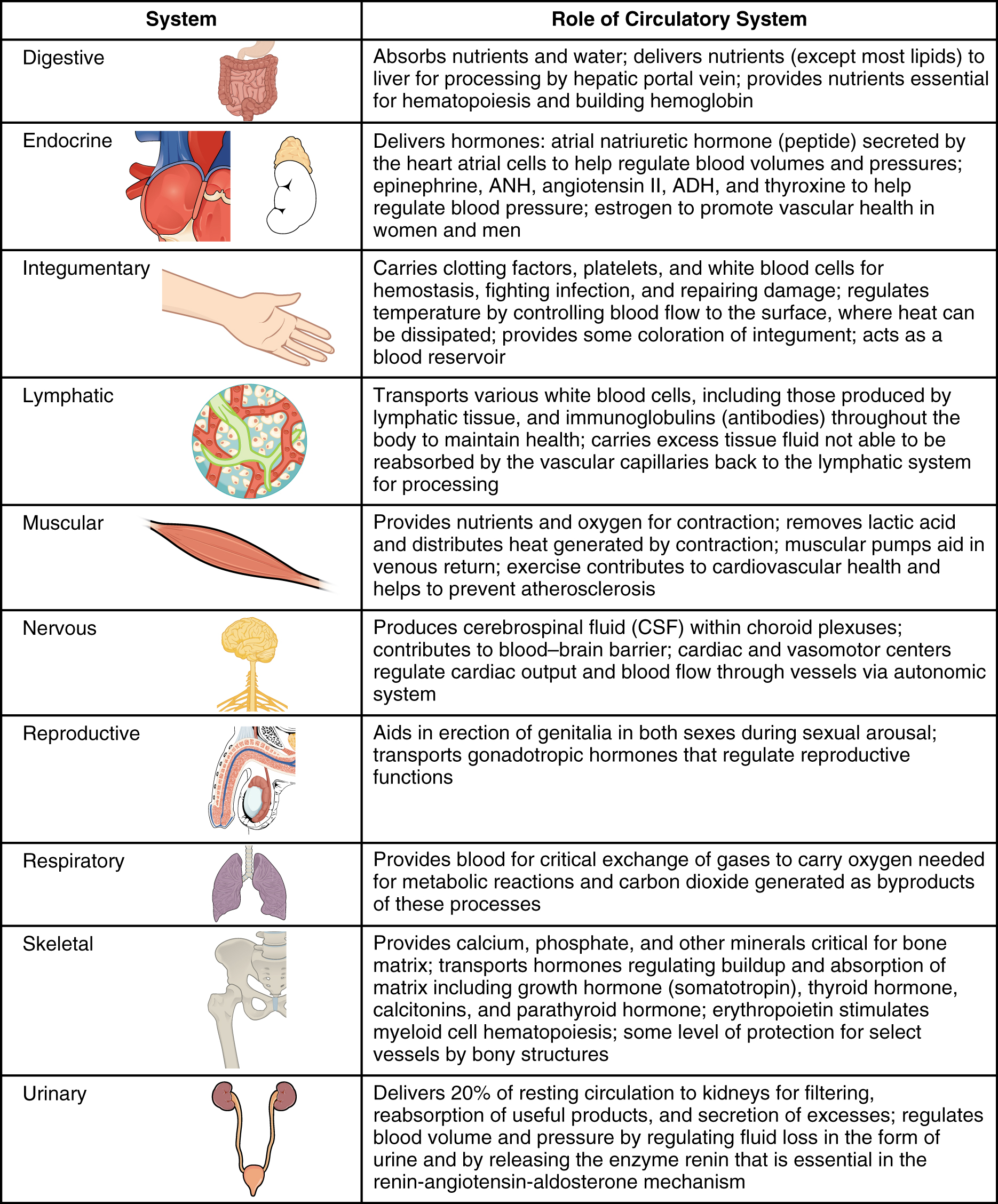Esta tabela descreve o papel do sistema circulatório nos outros sistemas orgânicos do corpo.