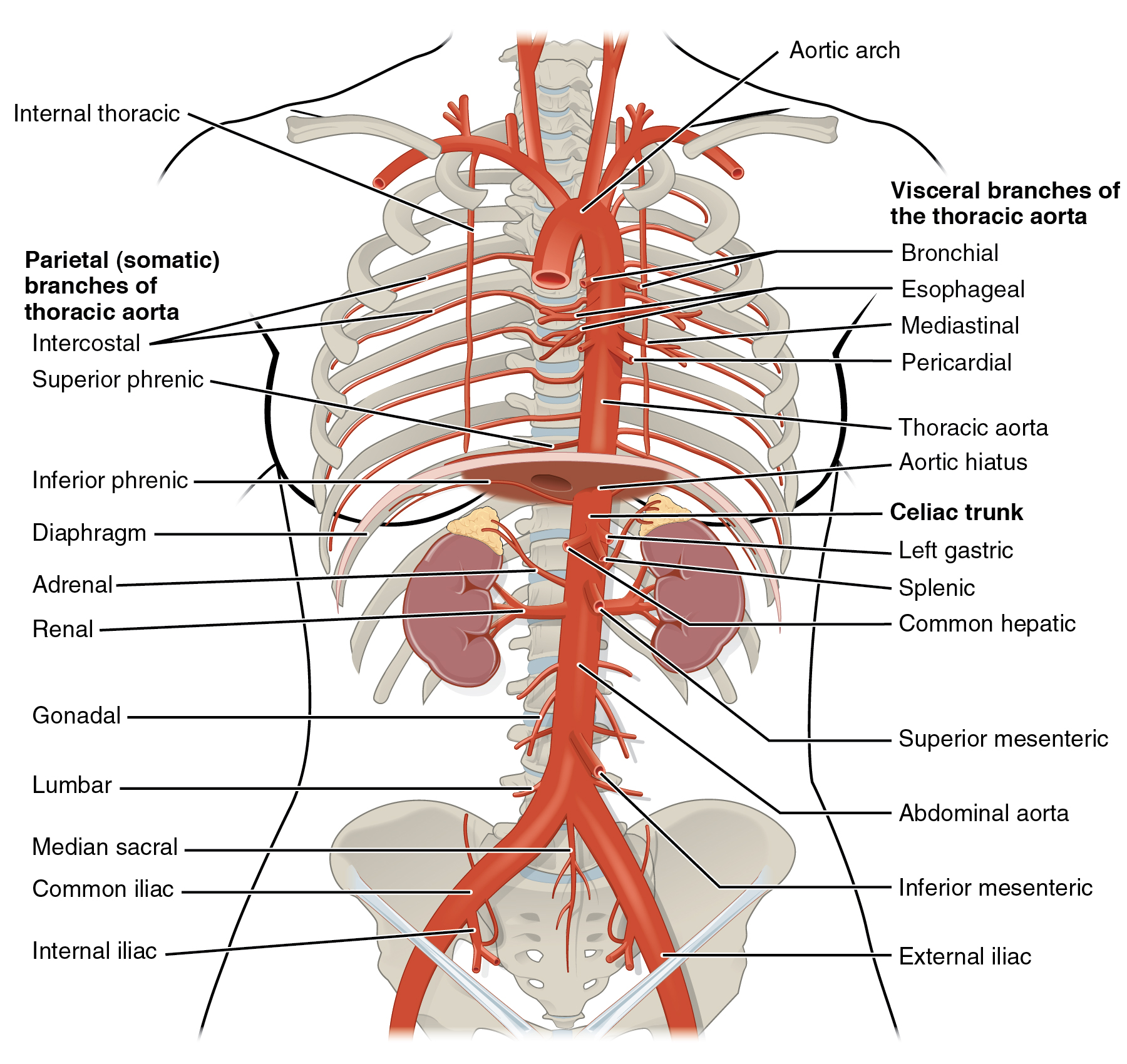 Este diagrama mostra as artérias na cavidade torácica e abdominal.