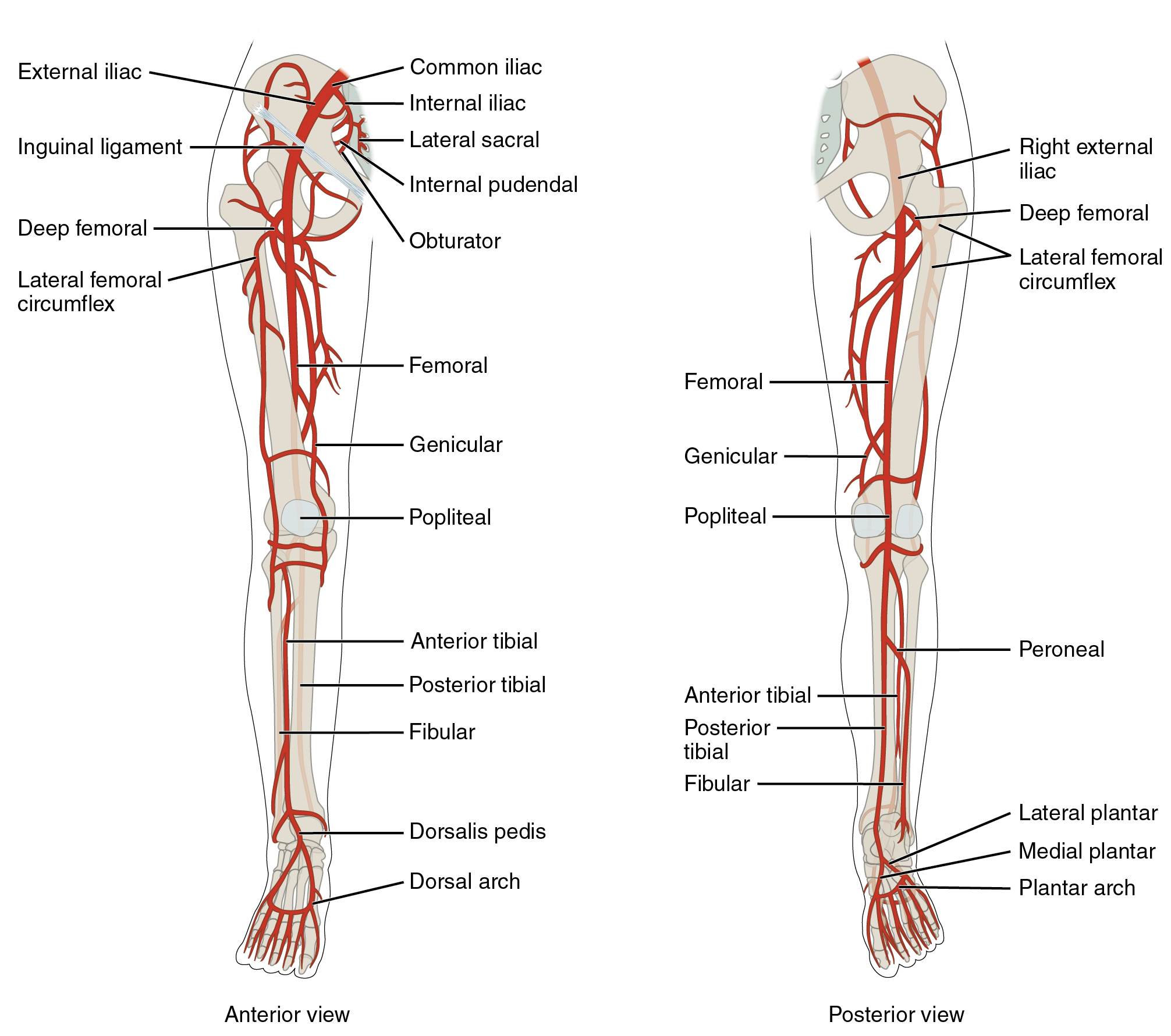 O painel esquerdo mostra a visão anterior das artérias nas pernas e o painel direito mostra a visão posterior.