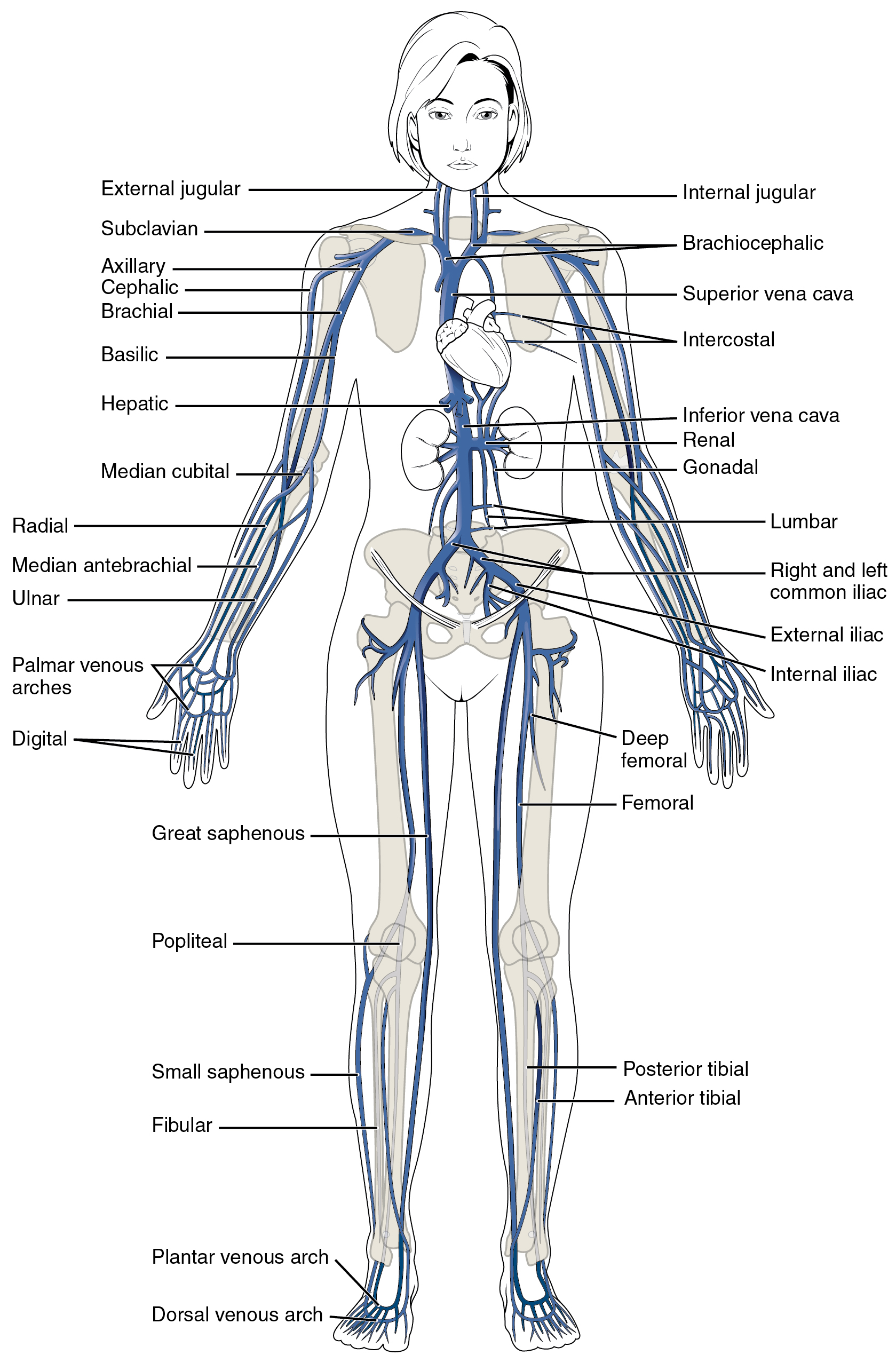 Este diagrama mostra as principais veias do corpo humano.