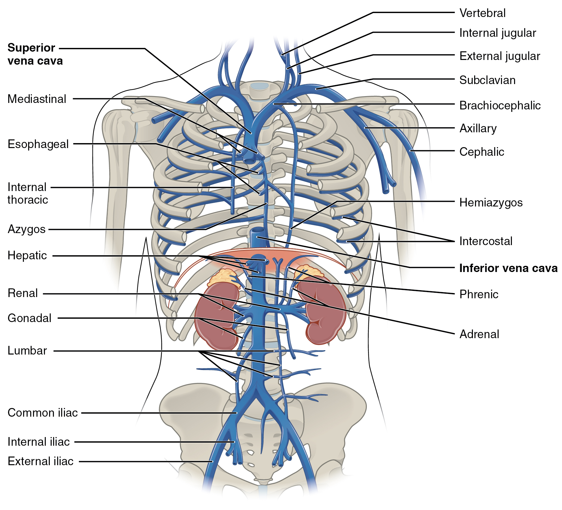 Este diagrama mostra as veias presentes na cavidade abdominal torácica.