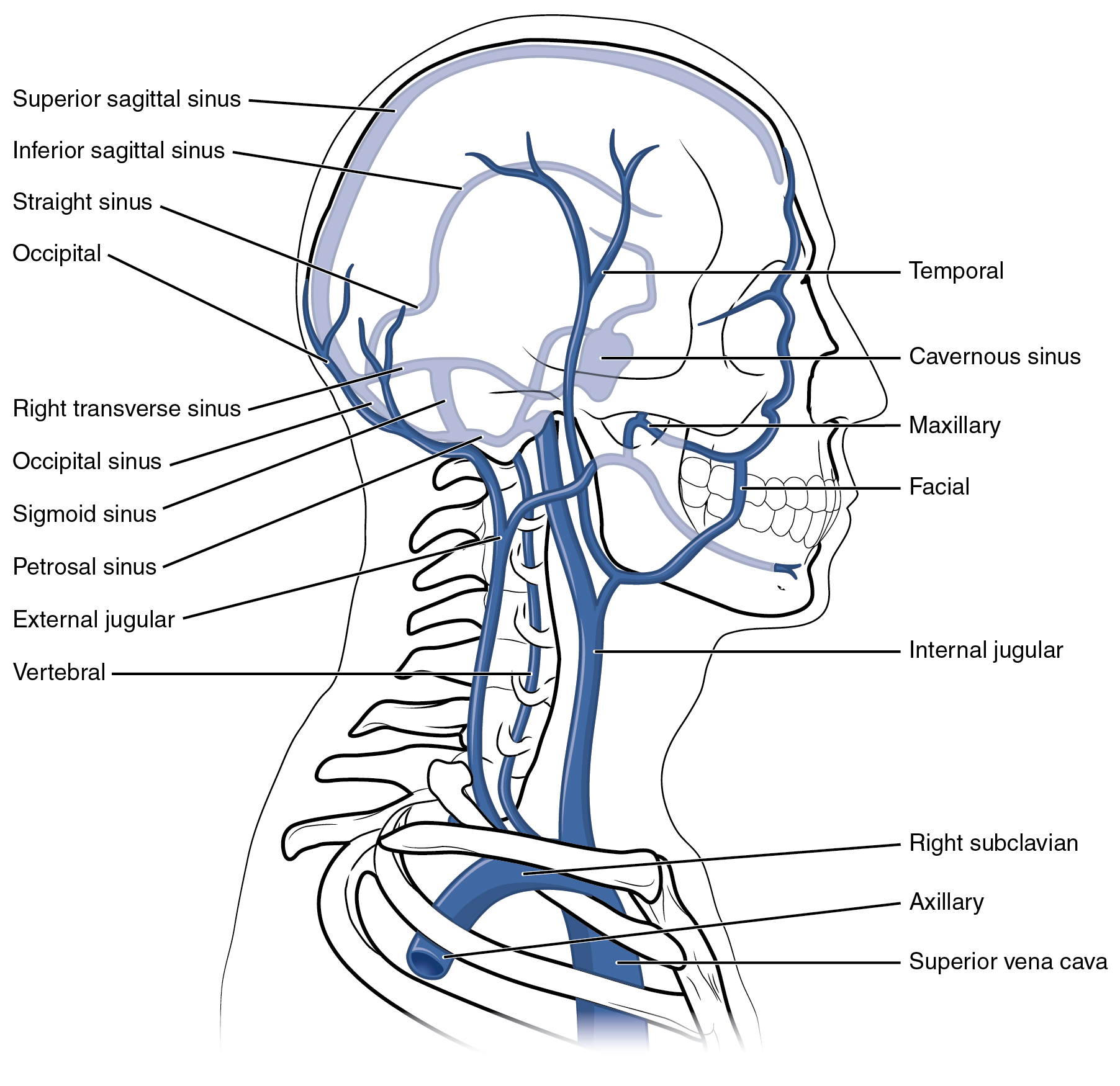 Este diagrama mostra as veias presentes na cabeça e no pescoço.