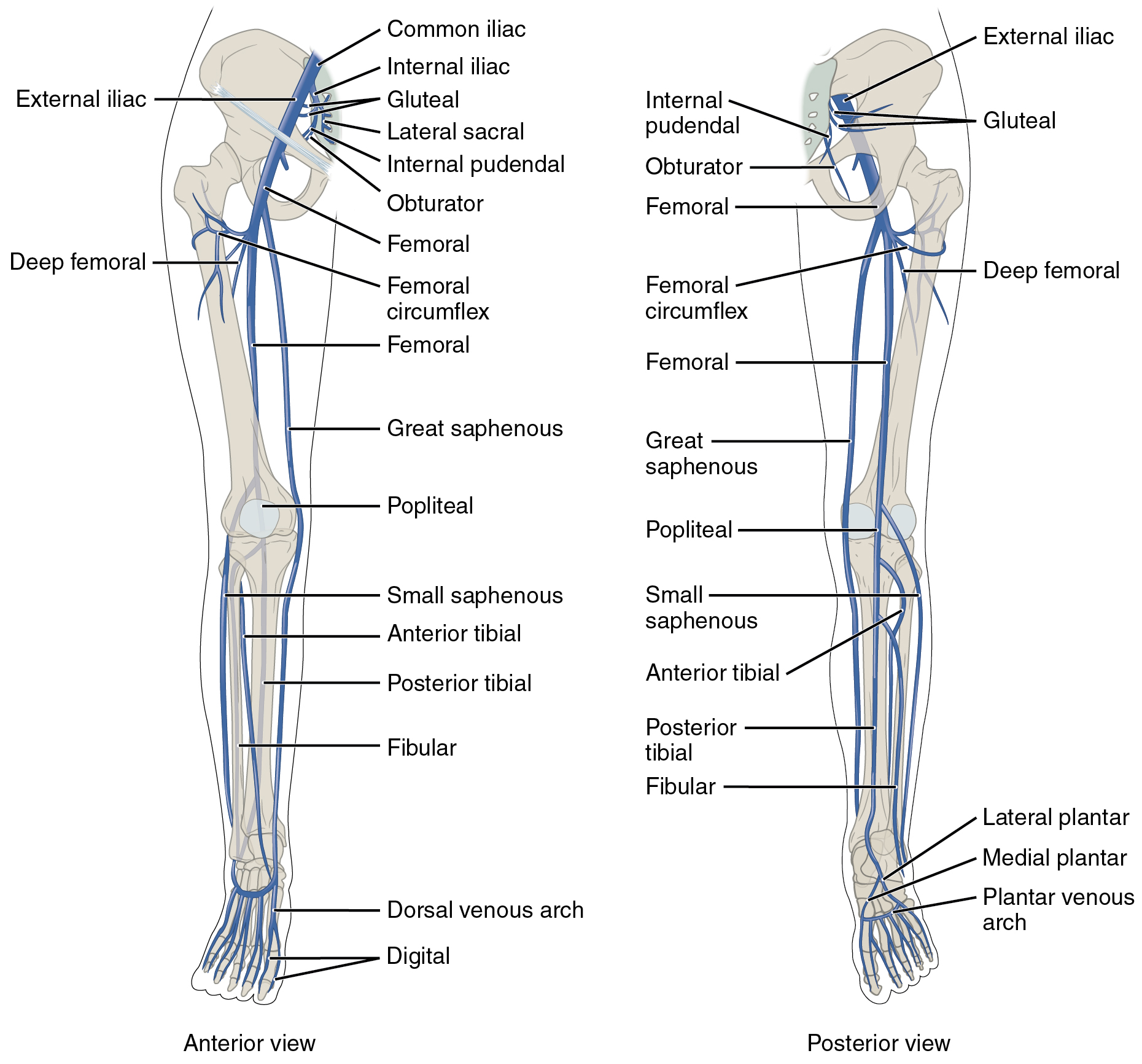 O painel esquerdo mostra a visão anterior das veias nas pernas e o painel direito mostra a visão posterior.