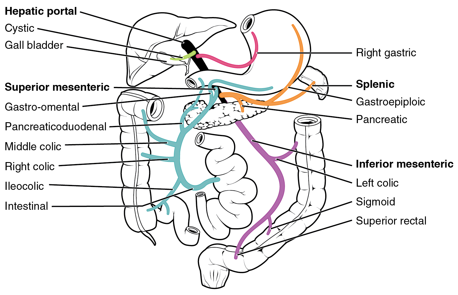 Este diagrama mostra as veias do sistema digestivo.