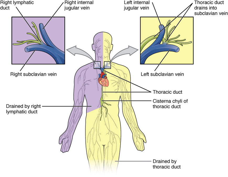 Esta figura mostra os troncos linfáticos e o sistema de dutos no corpo humano. Os textos explicativos à esquerda e à direita mostram as vistas ampliadas da veia jugular esquerda e direita, respectivamente.