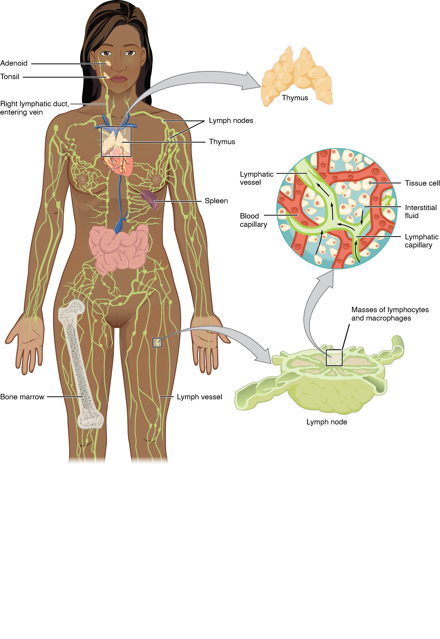 O painel esquerdo mostra um corpo humano feminino e todo o sistema linfático é mostrado. O painel direito mostra imagens ampliadas do timo e do linfonodo. Todas as partes principais do sistema linfático são rotuladas.