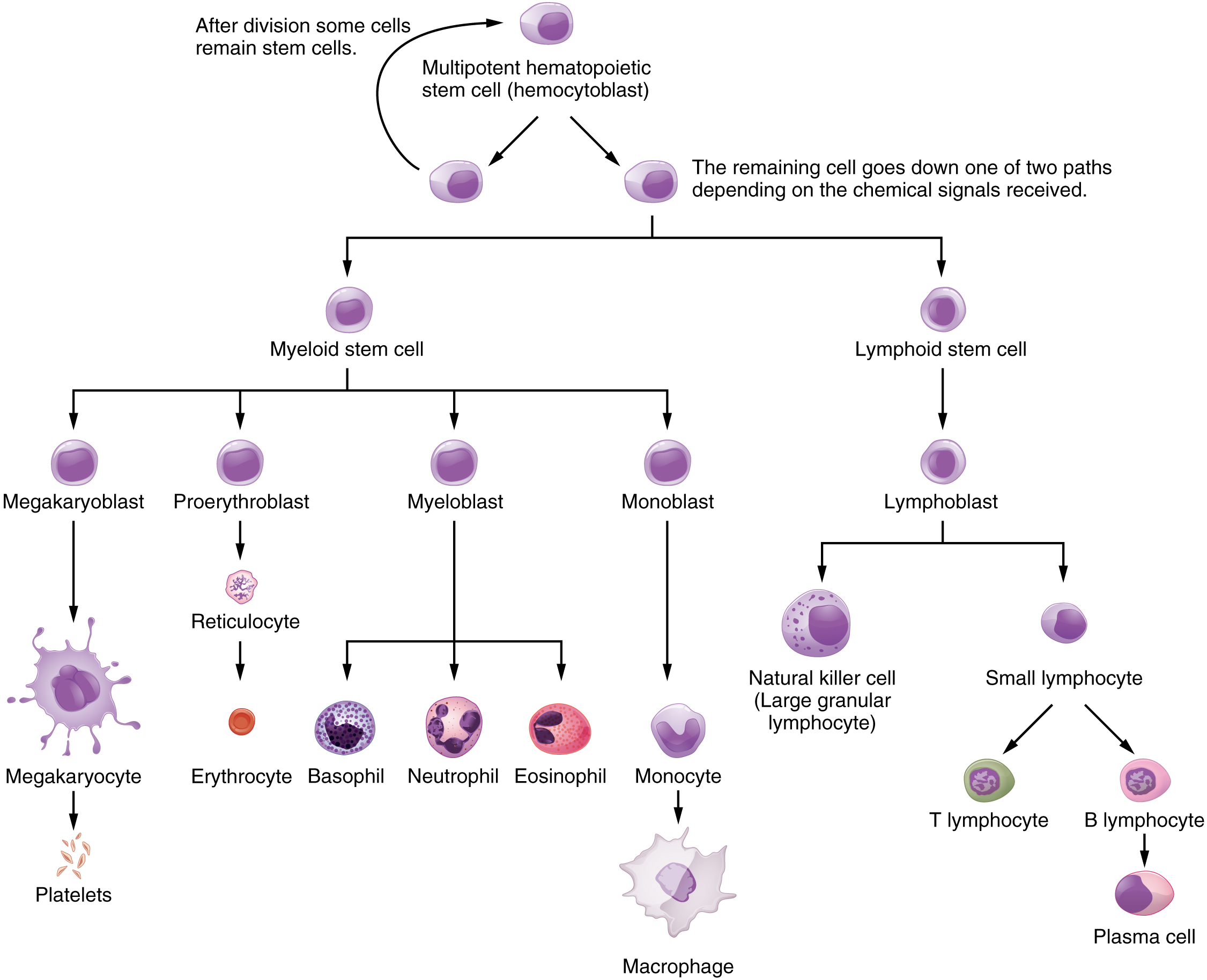 Este fluxograma mostra as etapas nas quais uma célula-tronco hematopoiética multipotencial se diferencia nos diferentes tipos de células no sangue.