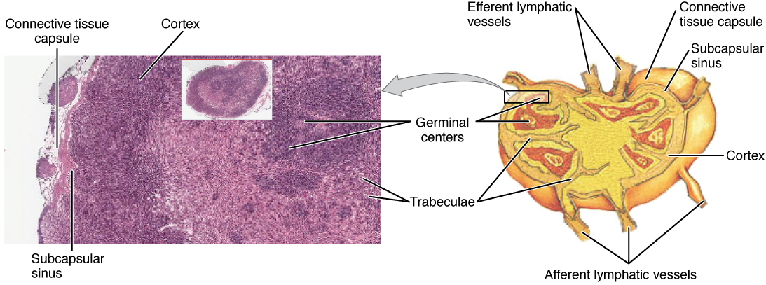 O painel esquerdo desta figura mostra uma micrografia da seção transversal de um linfonodo. O painel direito mostra a estrutura de um linfonodo.