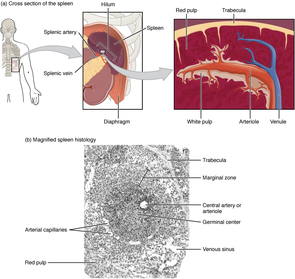 O painel superior esquerdo mostra a localização do baço no corpo humano. O painel central superior mostra uma visão aproximada da localização do baço. O painel superior direito mostra os vasos sanguíneos e o tecido do baço. O painel inferior mostra uma micrografia histológica.