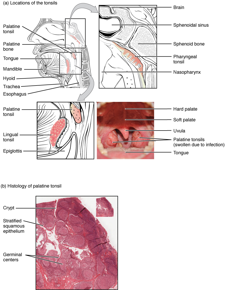 O painel superior desta imagem mostra a localização das amígdalas. Todas as peças principais são rotuladas. O painel inferior mostra a micrografia histológica das amígdalas.