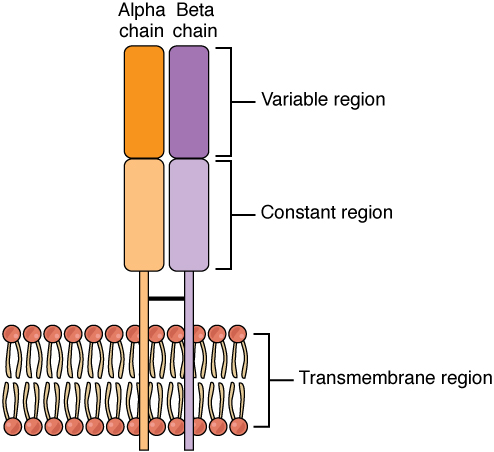 Esta figura mostra o receptor de células T alfa beta na membrana plasmática.