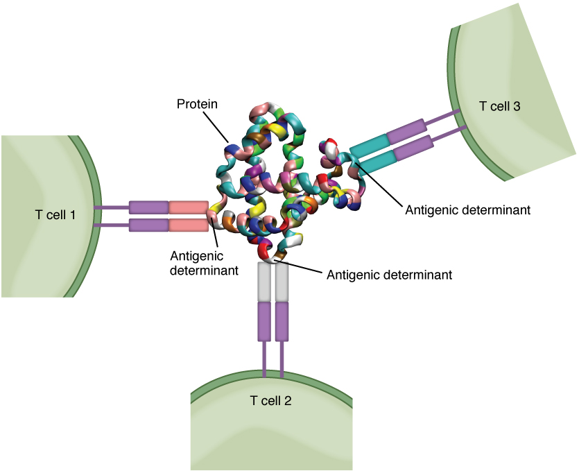 Esta figura mostra três células T e os determinantes antigênicos no centro.