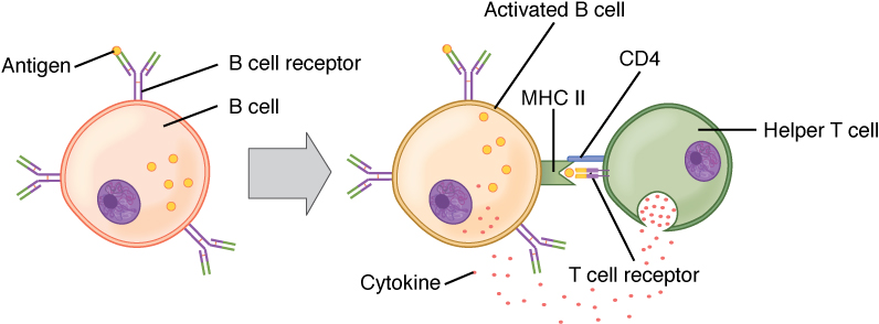 Este diagrama mostra a ligação de uma célula B e uma célula T.