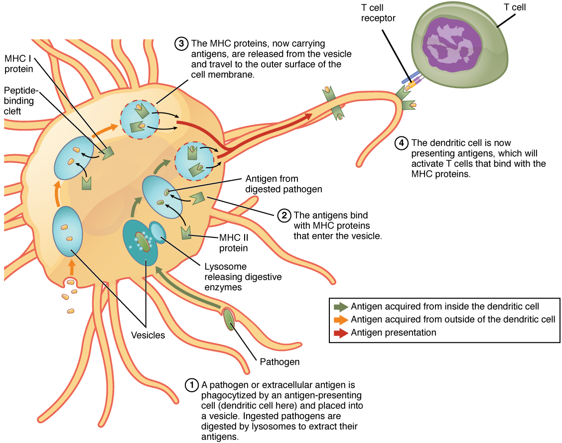 Esta figura mostra como uma célula apresentadora de antígeno lida com um patógeno ou antígeno extracelular. As diferentes etapas são mostradas com textos explicativos.