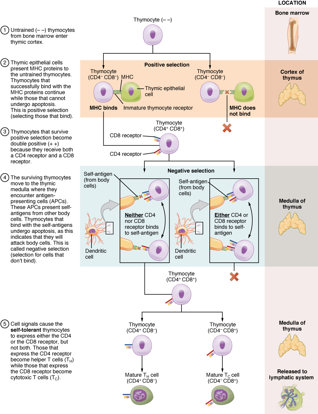 Esta figura de várias partes mostra as diferentes etapas na diferenciação de um timócito em células T. Para cada etapa do processo, o texto anexo detalha as etapas do processo. O painel direito desta imagem mostra a localização das diferentes etapas do processo.