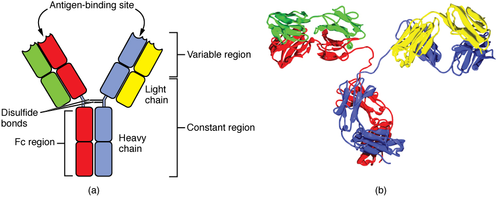 Este diagrama mostra a estrutura de quatro cadeias de um anticorpo genérico.