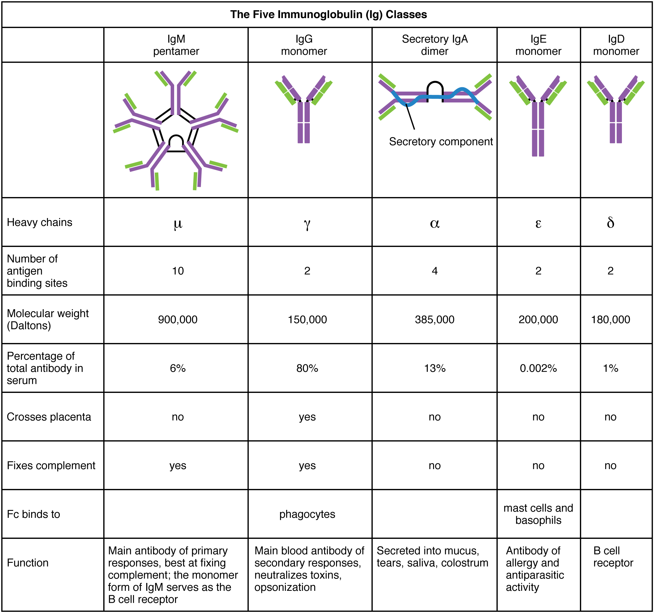 Esta tabela mostra as cinco classes das imunoglobulinas. A tabela mostra o peso molecular, o número de sítios de ligação ao antígeno e sua função.